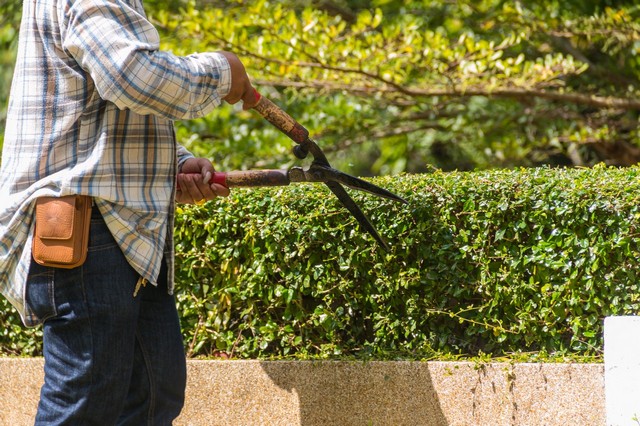 Garden Maintenance Holborn, Strand, Covent Garden, WC2